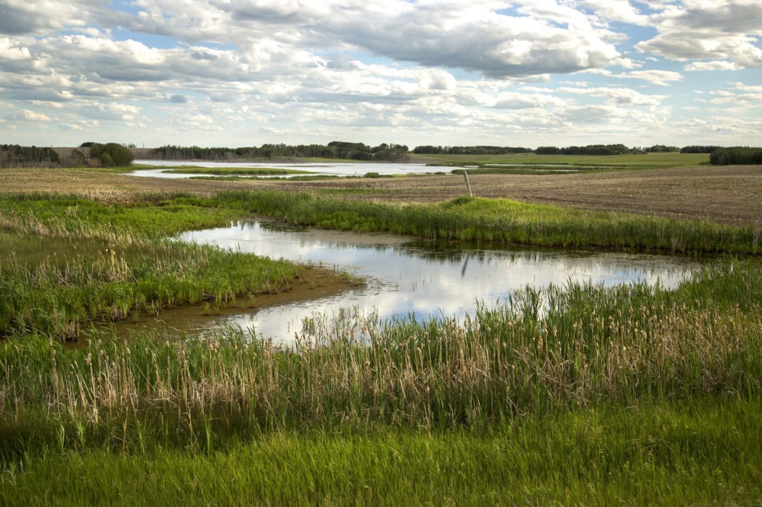 Attend the Alberta Wetland Classification System Field Guide Online ...