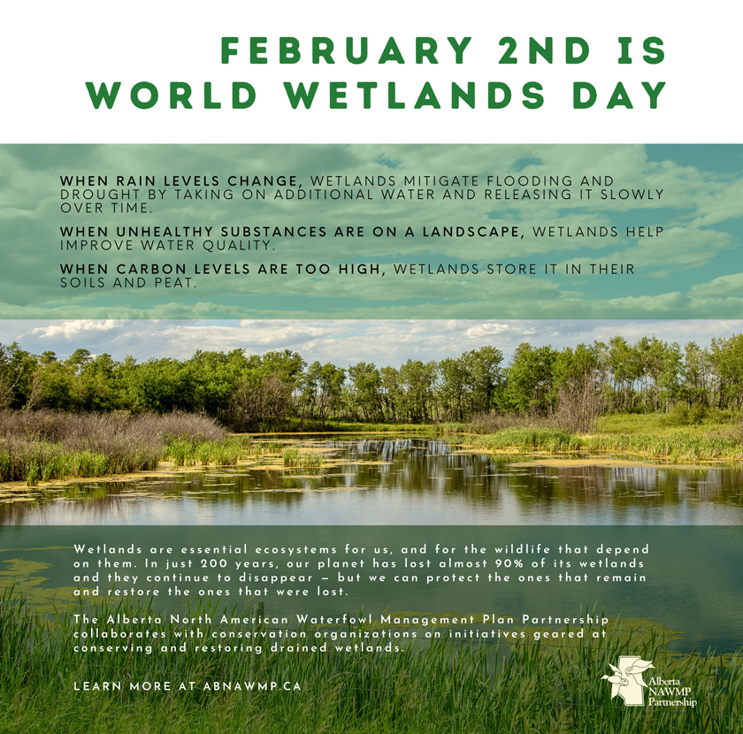 Ducks Unlimited Canada presents – Some of our wetlands' most